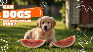 can dogs eat watermelon rind